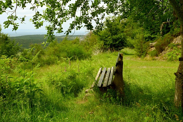 国际足坛的 国际足坛的